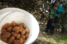 Сбор урожая киви