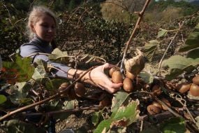 Сбор урожая киви