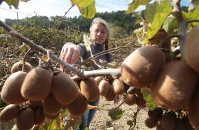 Harvesting kiwi