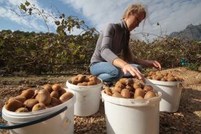 Сбор урожая киви