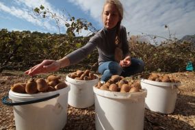 Сбор урожая киви