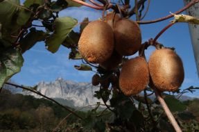 The kiwifruit