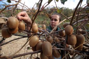 Harvesting kiwi