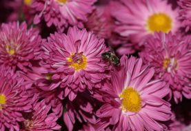 chrysanthemum