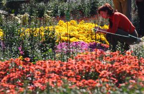 chrysanthemum