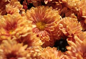 chrysanthemum