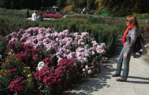 chrysanthemum