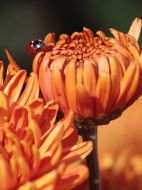 chrysanthemum