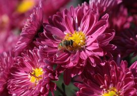 chrysanthemum