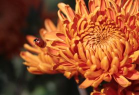 chrysanthemum
