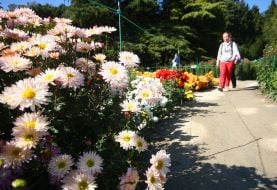 chrysanthemum