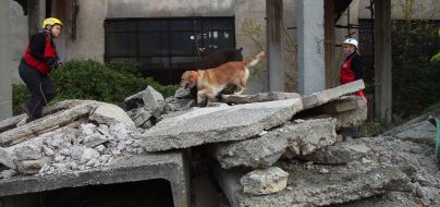 Cynologist with a dog