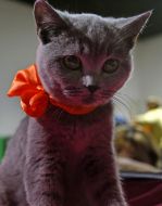 Кошеня породи британська короткошерста