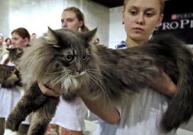Дівчина тримає кота