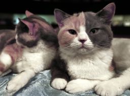 Кошенята породи британська короткошерста