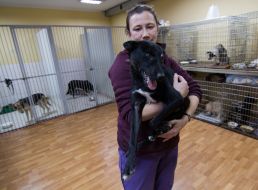 Dogs in a shelter for homeless animals