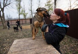 Dogs in a shelter for homeless animals