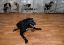 Dogs in a shelter for homeless animals
