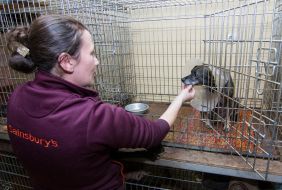 Dogs in a shelter for homeless animals
