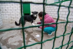 Dogs in a shelter for homeless animals