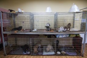 Dogs in a shelter for homeless animals