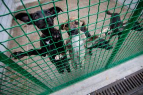 Dogs in a shelter for homeless animals