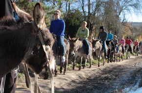 People ride on donkeys