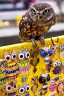 Owl sitting on a counter with souvenirs