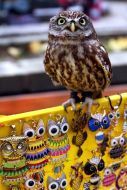 Owl sitting on a counter with souvenirs