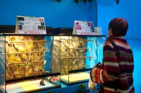 Выставка живых бабочек