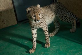 cheetah cub