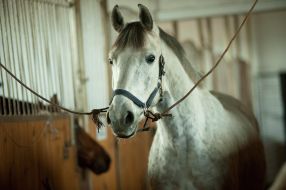 horse