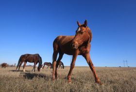 horse
