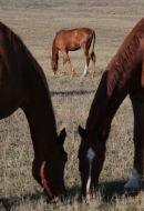 horse