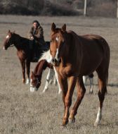 horse