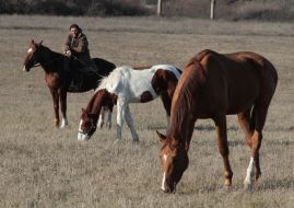 horse