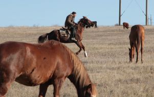 horse