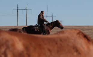 horse