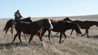 horse