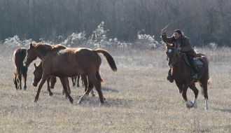 horse