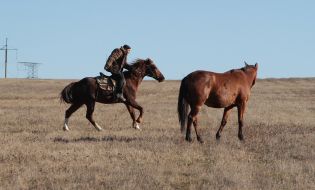 horse