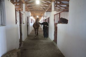 horse