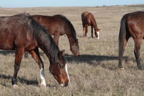 horse