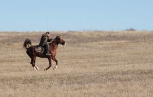 horse