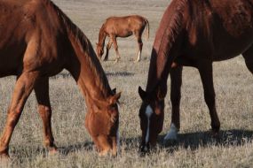 horse
