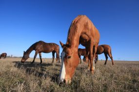 horse
