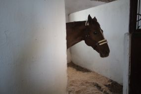 horse