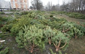 Елки и сосны на стихийном базаре 