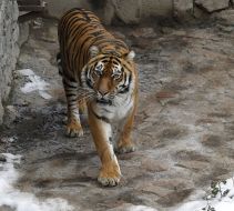 A tiger