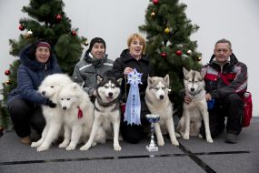 Championship northern dogs